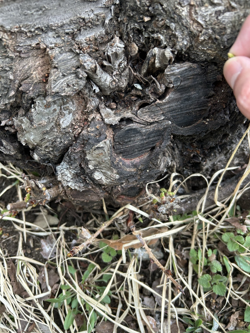 Image - 2025-04-15T110935.304