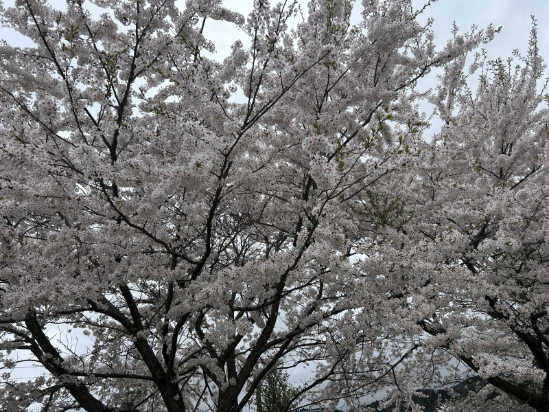 Image - 2025-04-24T111932.051