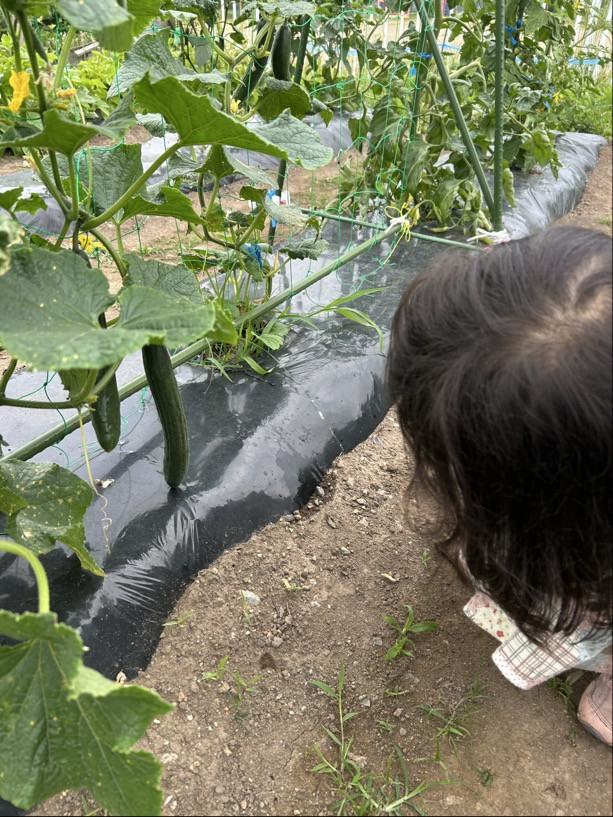 Image - 2025-07-01T164329.822