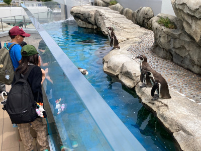 修学旅行 水族館5