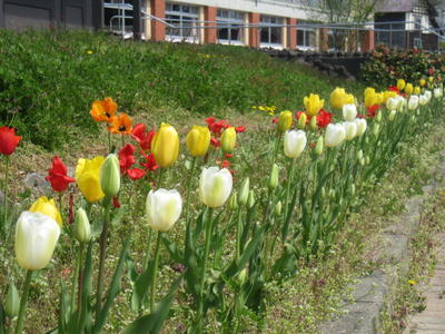 4月の花壇 4月の花壇