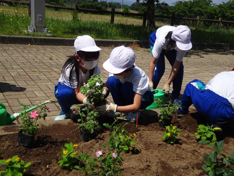 6月に植えたとき 6月に植えたとき